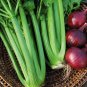 Organic Tango Green Celery Seeds 25 Count