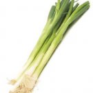 Organic Nebuka Evergreen Bunching Onion Seeds 25 Count