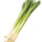 Organic Nebuka Evergreen Bunching Onion Seeds 25 Count