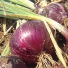 Organic Red Burgundy Onion Seeds 25 Count