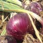 Organic Red Burgundy Onion Seeds 25 Count