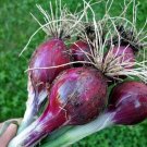 Organic Red Candy Apple Onion Seeds 25 Count