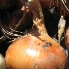 Organic Fort Bragg Onion Seeds 25 Count