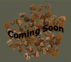 Organic Mesquite Smoke Onion Seed 25 Count