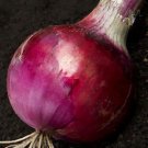 Organic Red Grano Onion Seeds 25 Count