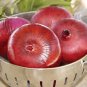 Organic Pinot Rouge Onion Seeds 25 Count