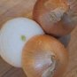 Organic Yellow Sweet Spanish Onion Seeds 25 Count