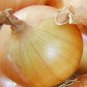 Organic Texas Early Grand Seeds 25 Count