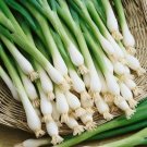Organic Tokyo Long White Bunching Onion Seeds 25 Count