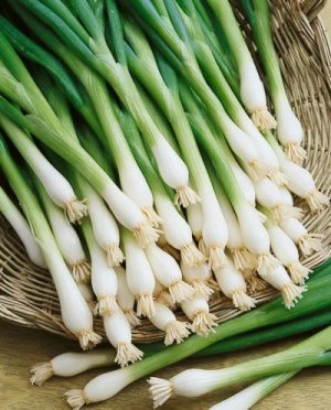 Organic Tokyo Long White Bunching Onion Seeds 25 Count