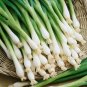Organic Tokyo Long White Bunching Onion Seeds 25 Count