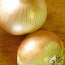 Organic Walla Walla Onion Seeds 25 Count