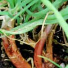 Organic Red Stem Welsh Onion Seeds 25 Count