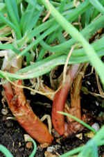 Organic Red Stem Welsh Onion Seeds 25 Count