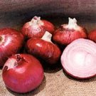 Organic Desert Sunrise Onion Seeds 25 Count