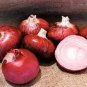 Organic Desert Sunrise Onion Seeds 25 Count