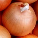 Organic Yellow of Parma Onion Seeds 25 Count