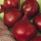 Organic Red Wing Onion Seeds 25 Count