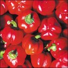 Organic Sheepnose Pepper Seeds 25 Count