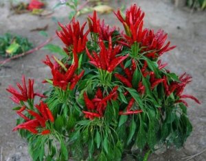 Organic Rooster Spur Pepper Seeds25 Count