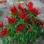 Organic Rooster Spur Pepper Seeds25 Count