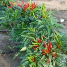 Organic Poinsettia Pepper Seeds 25 Count