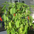 Organic Santa Fe Grande Pepper Seeds 25 Count