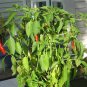 Organic Santa Fe Grande Pepper Seeds 25 Count