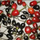 Organic Peruvian Purple Pequin Pepper Seeds 25 Count