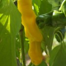Organic Peter Pepper, Yellow Seeds 25 Count