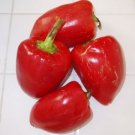 Organic Pimiento de Padron Pepper Seeds 25 Count