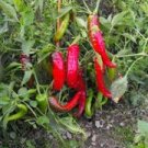 Organic Jimmy Nardello Pepper Seeds 25 Count