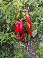 Organic Jimmy Nardello Pepper Seeds 25 Count