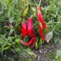 Organic Jimmy Nardello Pepper Seeds 25 Count