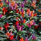 Organic Explosive Ember Pepper Seeds 25 Count