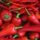 Organic Indian Jwala Pepper Seeds 25 Count