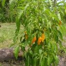 Organic Datil Yellow Pepper Seeds 25 Count