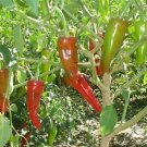 Organic Costeno Rojo Pepper Seeds 25 Count