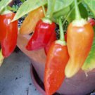 Organic Aji Crystal Pepper Seeds 25 Count
