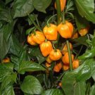 Organic Big Sun Habanero Seeds 25 Count