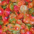 Organic Aji Dulce Pepper Seeds 25 Count