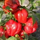 Organic Ampuis Pepper Seeds 25 Count
