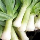 Organic Autumn Mammoth Leeks Seeds 25 Count