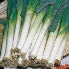 Organic Blue Solaise Leek Seeds 25 Count