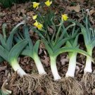 Organic American Patriot Leek Seeds 25 Count