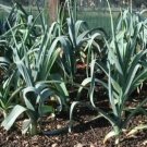 Organic Arkansas Leek Seeds 25 Count