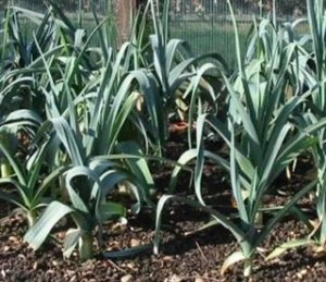 Organic Arkansas Leek Seeds 25 Count