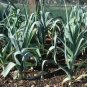 Organic Arkansas Leek Seeds 25 Count