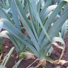 Organic Bandit Leek Seeds 25 Count