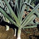 Organic Carantan Leek Seeds 25 Count